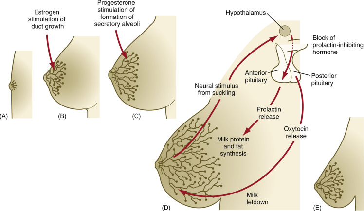 Breast Development - an overview | ScienceDirect Topics